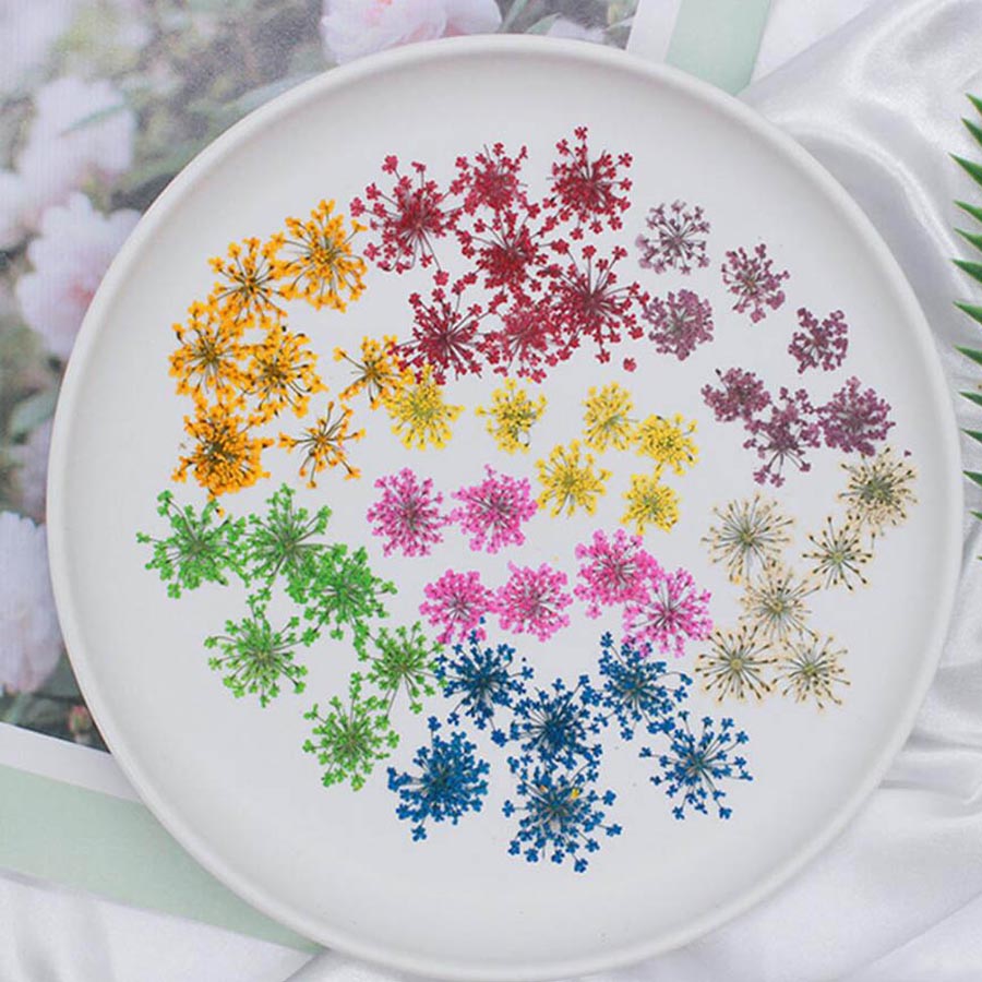 Body Jewelry Display Case - Fleurs séchées Ammi Majus, plantes, herbier