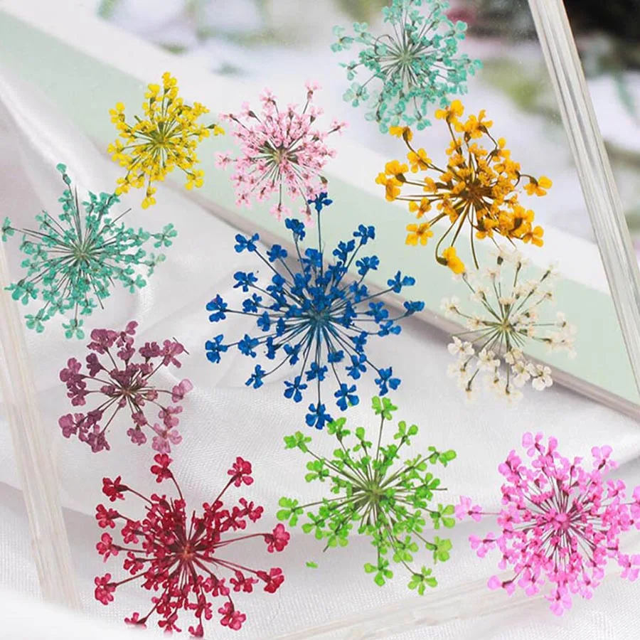 60 pièces pressées séchées 20- - Body Jewelry Display Case avis et prix